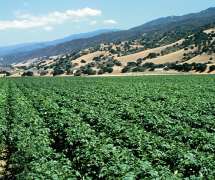 Salinas Valley crops