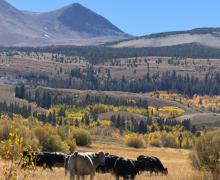 9.29.26 Dunderberg Meadow Road - Emily Bryant, Mono County Tourism