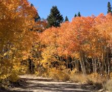 9.29.26 Dunderberg Meadow Road - Emily Bryant, Mono County Tourism