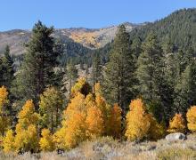 09.29.26 Twin Lakes, Bridgeport - Emily Bryant, Mono County Tourism
