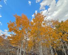 10.5.26 Green Creek -  Melinda Guerrero, Mono County