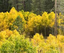 10.10.24 Lee Vining Canyon by Amanda Carlson with Mono County Tourism
