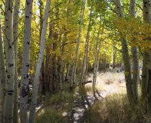 a trail lined with colorful aspen trees