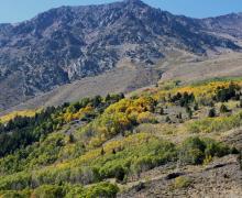 fall colors all over a hill side with mountain peak above