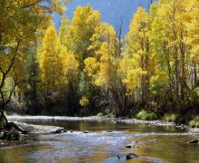 rush creek lined with colorful yellow aspen trees