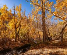 10.19.25 McGee - Dakota Snider Mono County Tourism