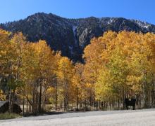 10.20.25 Lee Vining Canyon - Emily Bryant, Mono County Tourism