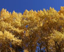 10.20.25 Silver Lake - Emily Bryant, Mono County Tourism