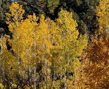 10.21.25 Lower Rock Creek Road - Amanda Carlson, Mono County Tourism