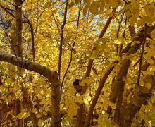 10.21.25 Lower Rock Creek Road - Amanda Carlson, Mono County Tourism