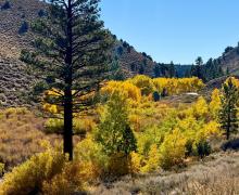 10.21.25 Lower Rock Creek Road - Amanda Carlson, Mono County Tourism