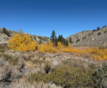 10.27.25 Lower Rock Creek - Amanda Carlson, Mono County Tourism