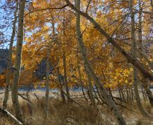 10.27.25 Lower Twin Lakes Bridgeport - Emily Bryant, Mono County Tourism