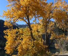 10.27.25 Lower Twin Lakes Bridgeport - Emily Bryant, Mono County Tourism