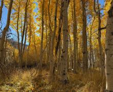 10.28.25 Silver Lake - Amanda Carlson, Mono County Tourism