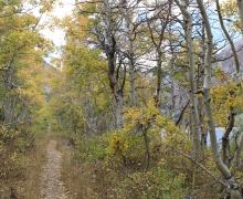trail along Lundy Lake with fall colors
