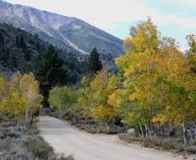 Dirt road with yellow and green aspen trees
