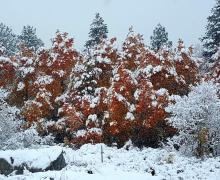 Fall Colors in Winter