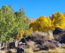 Green and orange aspen trees along the dirt road to Lobdell Lake