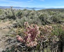 4.8.26 Desert Peach near Mono Lake