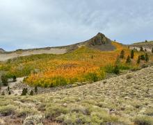 Sweeping image of a grove of trees showing the fall colors changing.