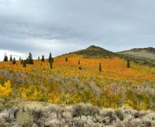 9.18.25 Sagehen - Amanda Carlson, Mono County Tourism