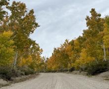 Dirt road with orange, gold and green trees lining each side.