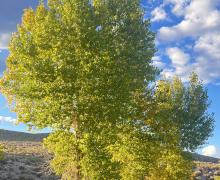 9.20.25 Benton Cottonwood