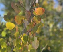 9.22.25 Monitor Pass