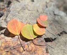 Colorful aspen leaves laying on a granite rock