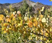 9-24-24_Virginia Lakes_Mono County Tourism