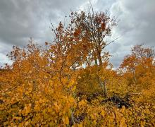 9.29.25 Monitor Pass - Amanda Carlson, Mono County Tourism