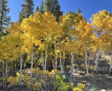 9.30.24 Virginia Lakes by Amanda Carlson with Mono County Tourism