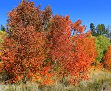 Dunderberg Meadow Road Fall Colors