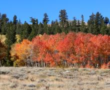 Dunderberg Meadows Road Fall Colors