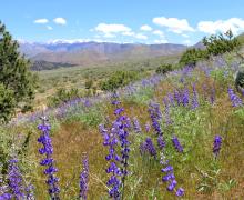 Golden Gate Mine Road Wildflowers