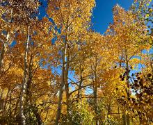 9.24.25 Virginia Lakes Road - Amanda Carlson, Mono County Tourism
