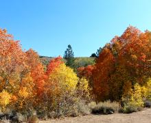 Little Walker River Road