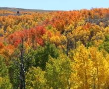 Lobdell Lake Fall Colors