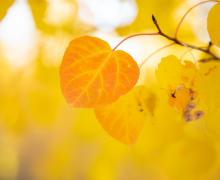 Leaf close up