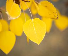 yellow leaves close up fall colors