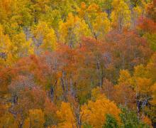 Lobdell Lake Road