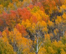 Zoomed in fall colors at lobdell lake road