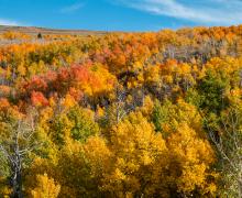 Lobdell Lake Road Fall Colors