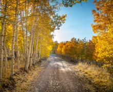 Lobdell road fall colors