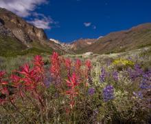 McGee Wildflowers 2