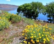 Poppies at Topaz Lake