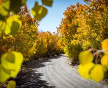 Sagehen Summit Road with Leaves