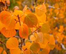 Fall colors orange leaves Sagehen - Samantha Lindberg - Mammoth Lakes Tourism