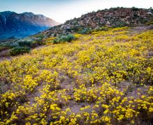 Wildflowers Sherwin Grade